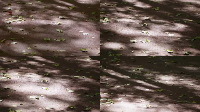 公园太阳影子树叶投影