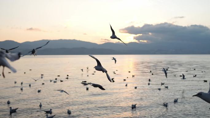 大理洱海海鸥日出