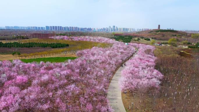 春天三月踏青出游赏花桃花