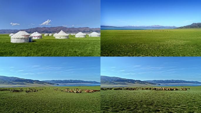 4K航拍 新疆赛里木湖草原羊群
