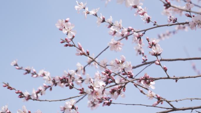 春天桃花特写