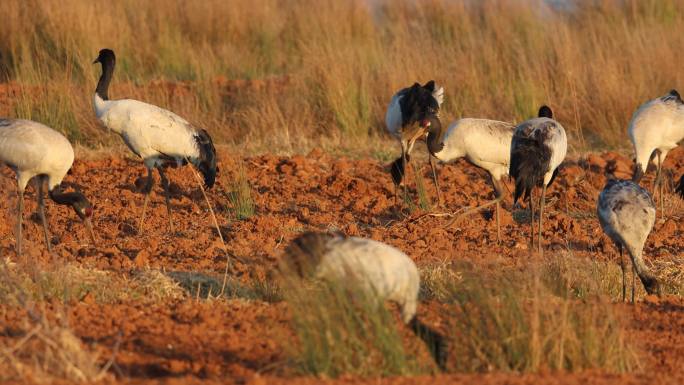 国家一级重点保护动物黑颈鹤在田里觅食