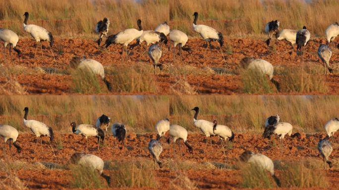 国家一级重点保护动物黑颈鹤在田里觅食