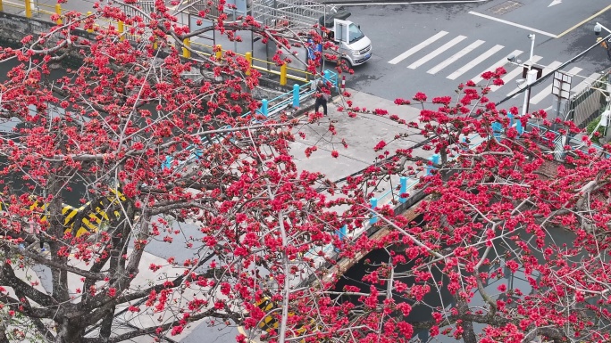 中国广东省佛山市南海区夏北河北书院木棉花