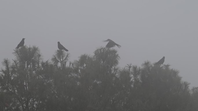 雾中的乌鸦