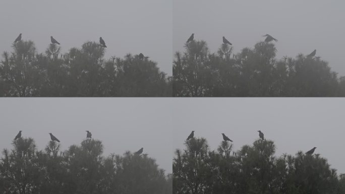 雾中的乌鸦