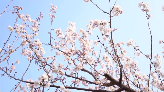 杏花 春天 唯美 白色花