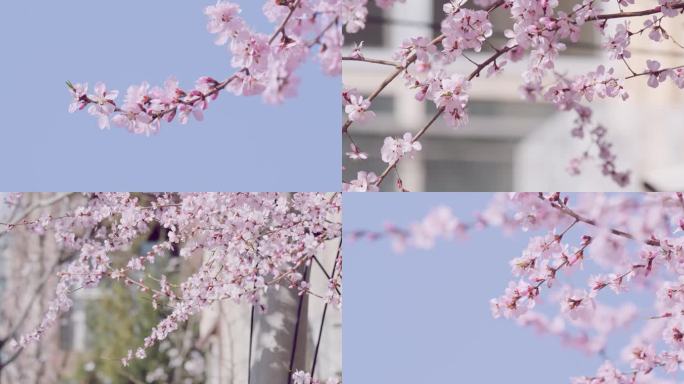 春天山桃花特写实拍