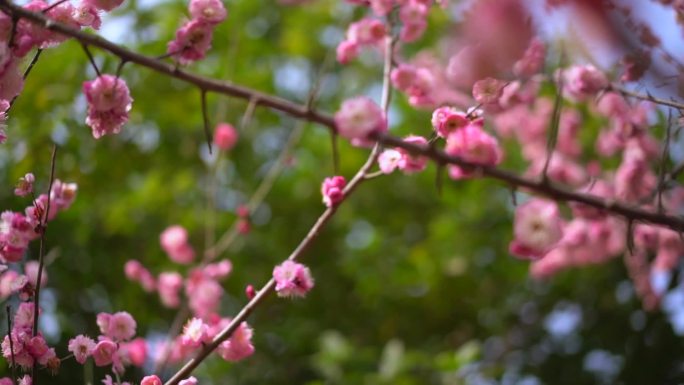 桃花 花 春雨嫩芽 桃枝 嫩芽 海棠