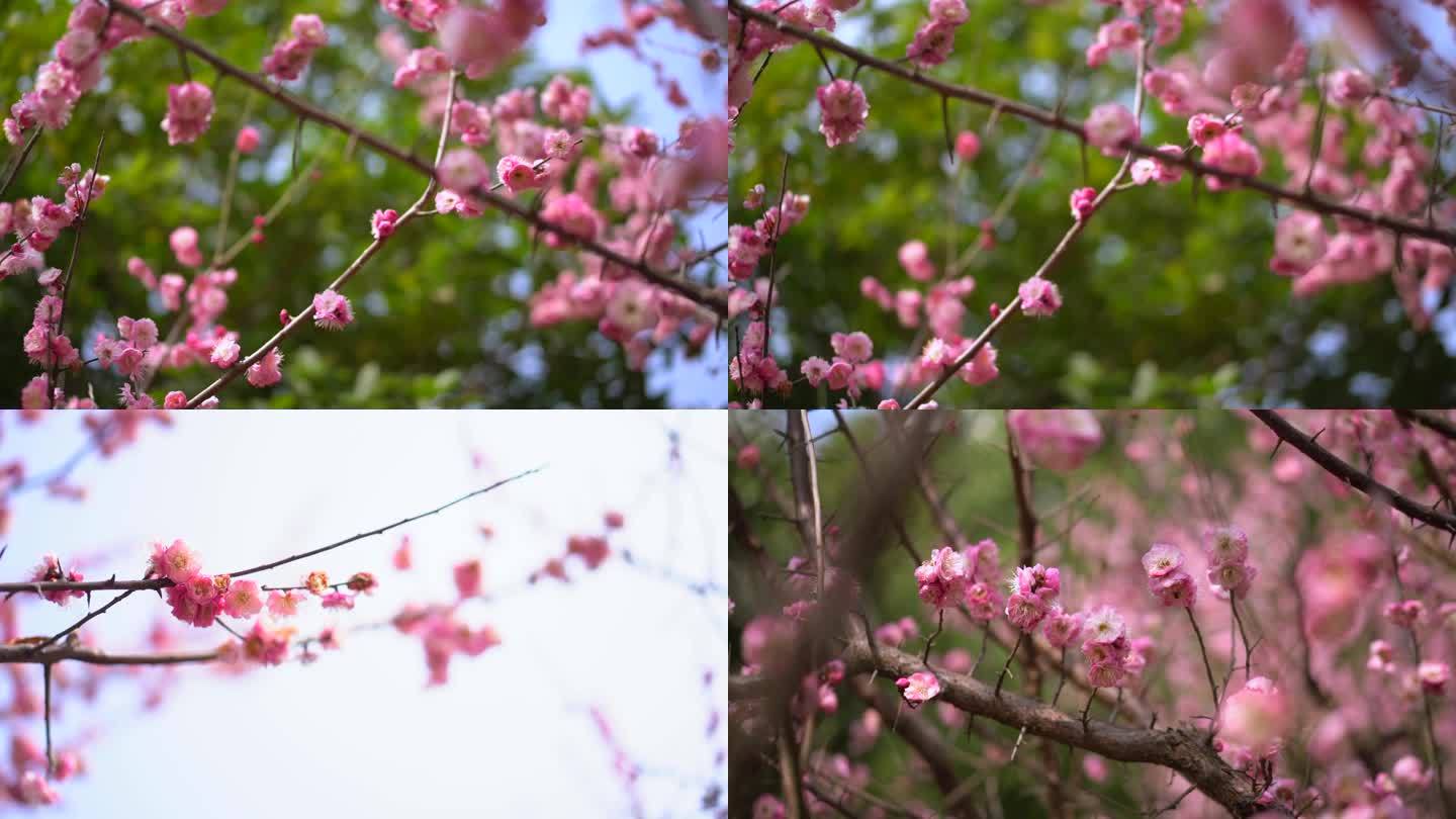 桃花 花 春雨嫩芽 桃枝 嫩芽 海棠