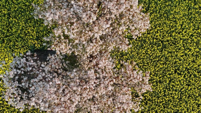 春风吹拂下的梨花和油菜花