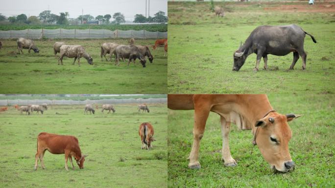 牛群黄牛水牛牛吃草放牧草坪