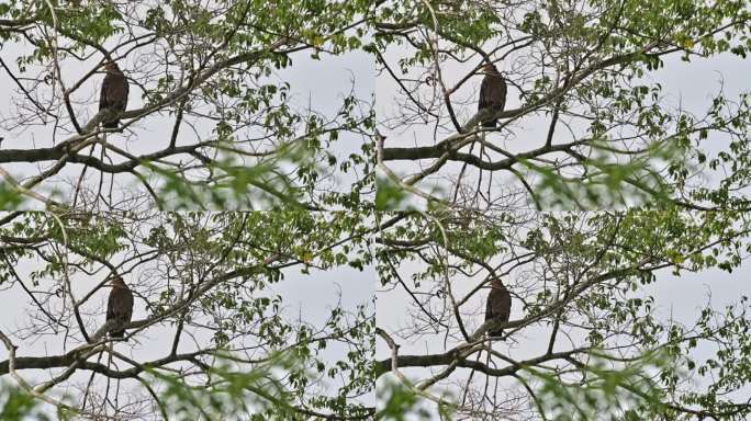 镜头拉近，在泰国，这只冠蛇鹰就在树枝后面