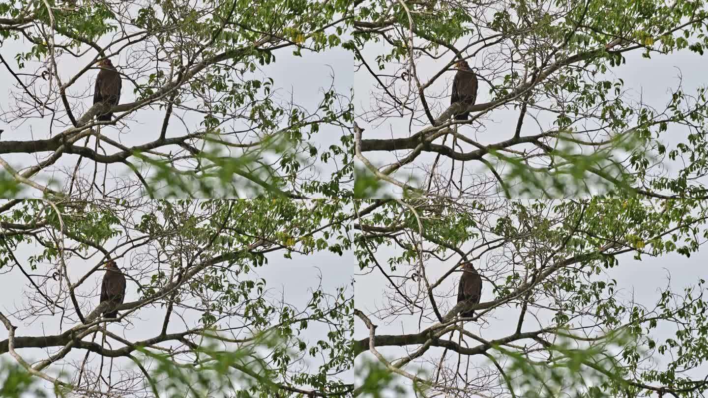 镜头拉近，在泰国，这只冠蛇鹰就在树枝后面