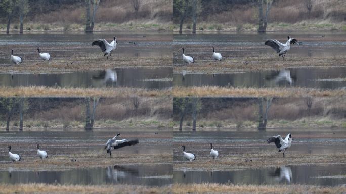 湿地中的黑颈鹤扇动翅膀