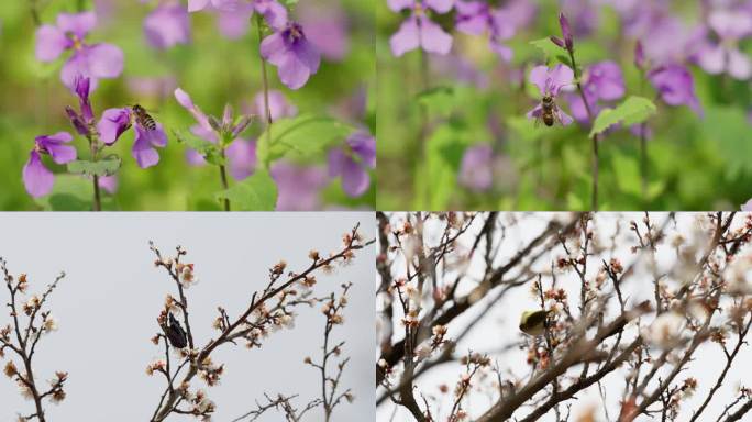 4K 春天 动物 蜜蜂 蝴蝶 鸟