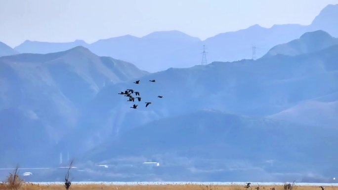 北京官厅水库迁徒候鸟景观