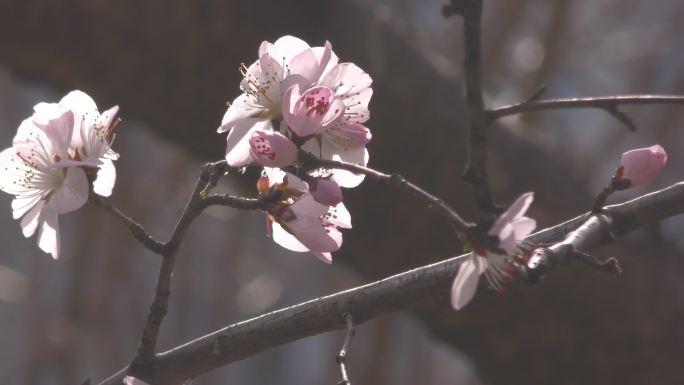 万物苏醒复苏花瓣花蕊花朵绽放春意盎然