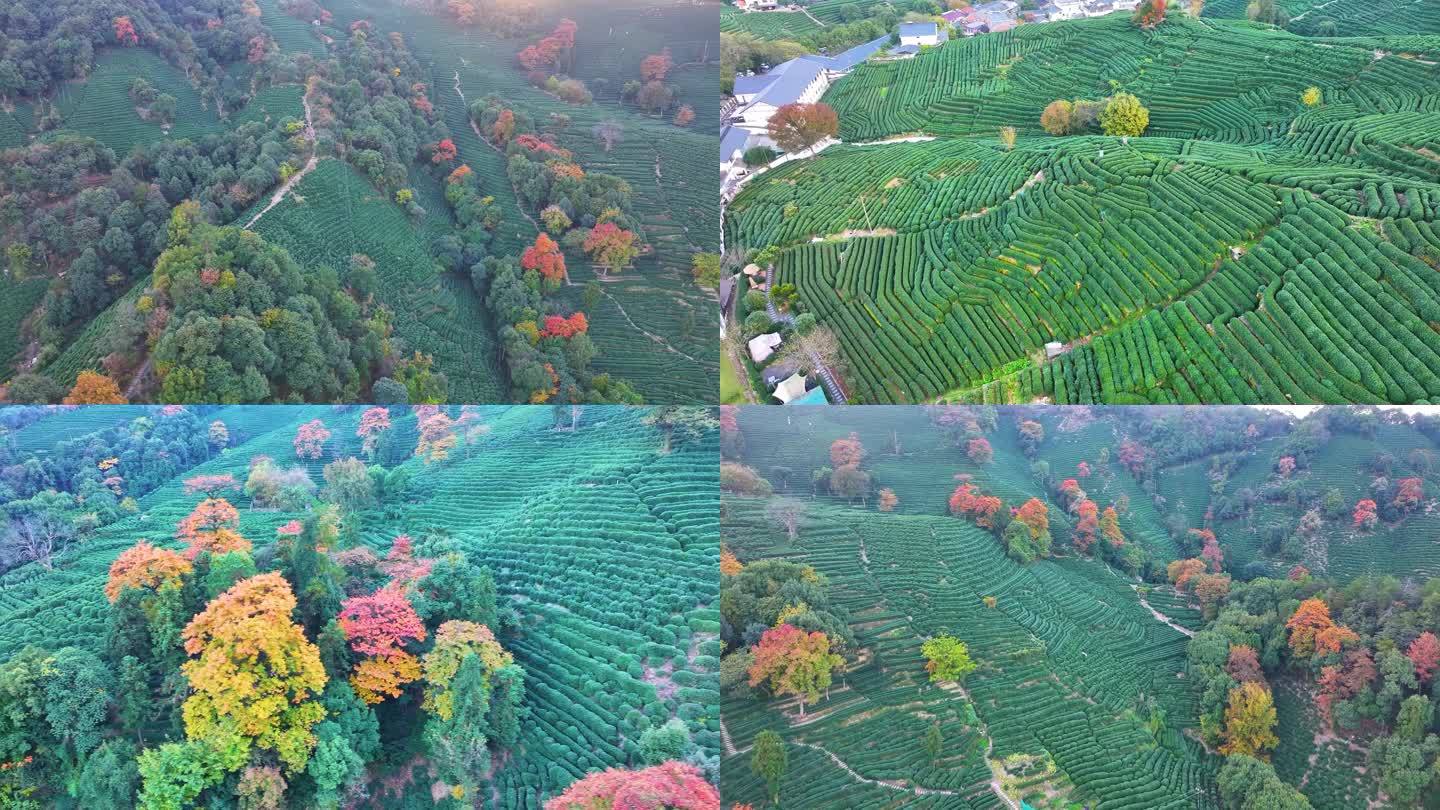 唯美杭州西湖龙井茶文化景区航拍茶园地茶叶