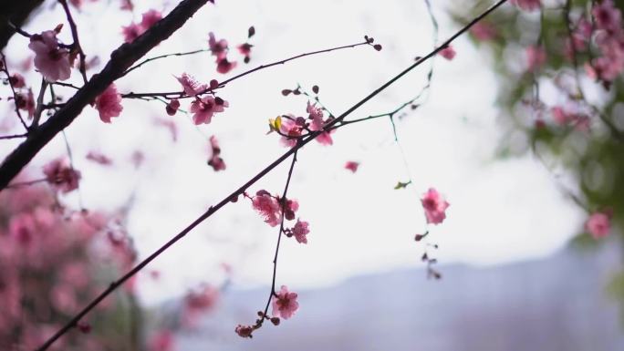 雨 桃花 花 春雨嫩芽 桃枝 嫩芽 海棠