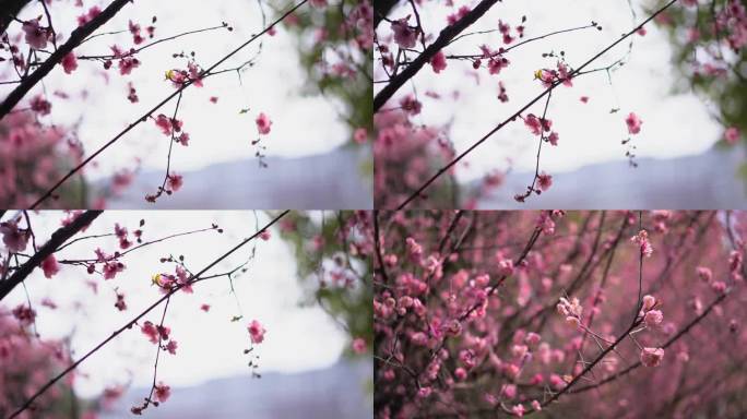 雨 桃花 花 春雨嫩芽 桃枝 嫩芽 海棠