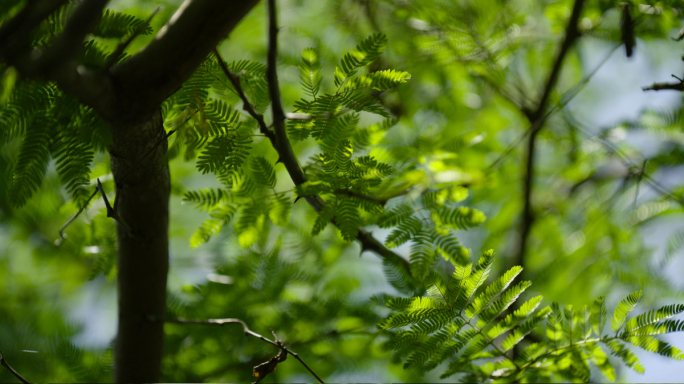 登山涉水脚步特写户外旅行者植物森林黄牛