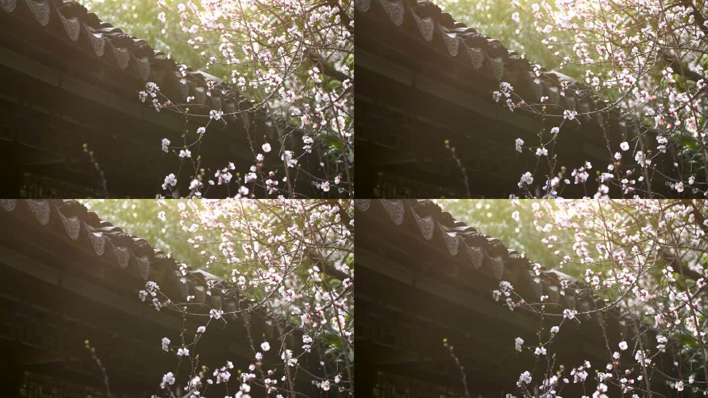春天江南园林古风屋檐下逆光的杏花树