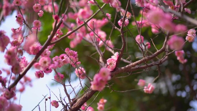 桃花 花 春雨嫩芽 桃枝 嫩芽 海棠