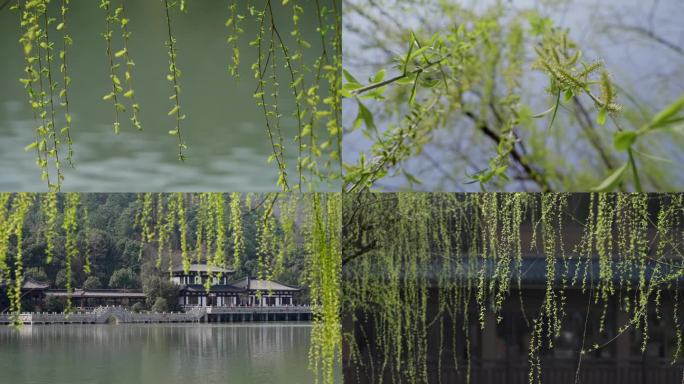 4K 柳树 发芽 春天 风景 生机