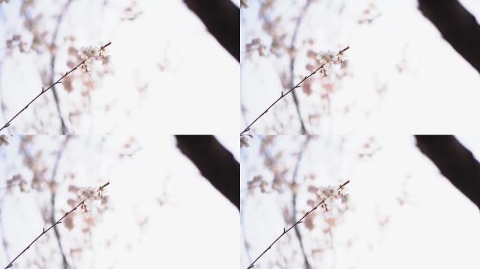 杏花 春天 唯美 白色花