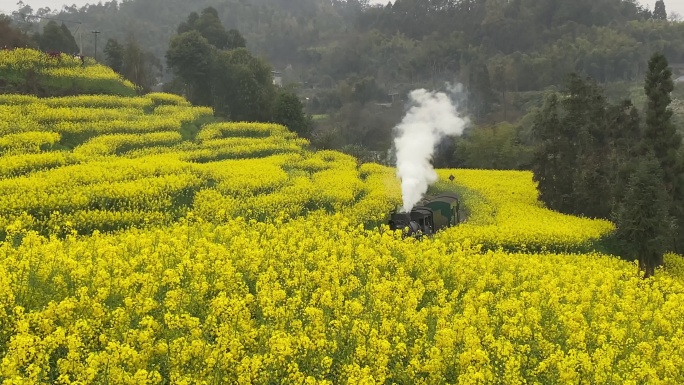 小火车穿越油菜花海3