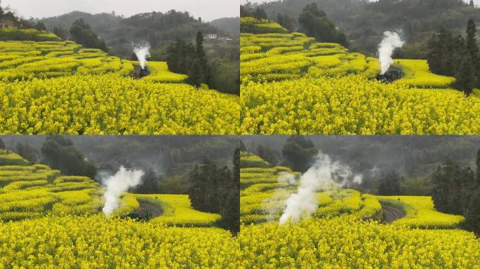 小火车穿越油菜花海3