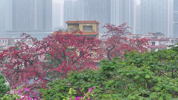 中国广东省佛山市南海区夏北河北书院木棉花