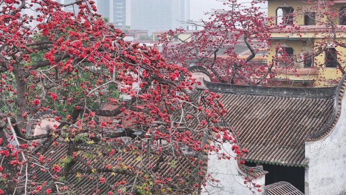 中国广东省佛山市南海区夏北河北书院木棉花