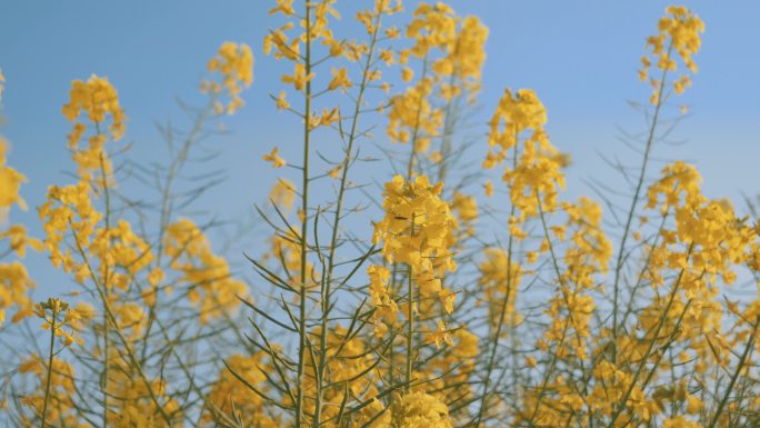 4k蓝天下的油菜花