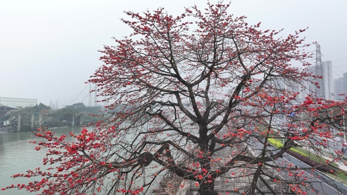 中国广东省佛山市平胜大桥木棉花