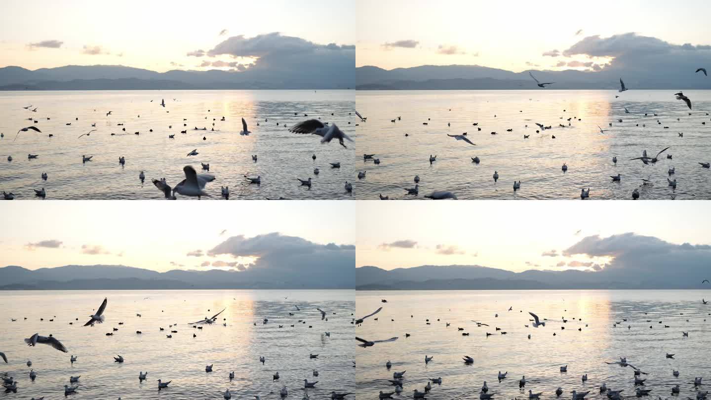 大理洱海海鸥日出2