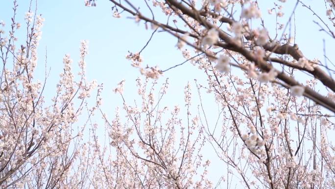 杏花 春天 唯美 白色花