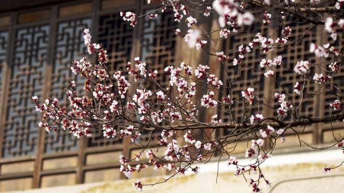 春天园林古风窗下的杏花树和飘落的杏花花瓣