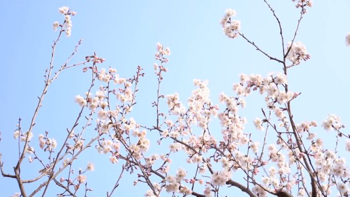 杏花 春天 唯美 白色花