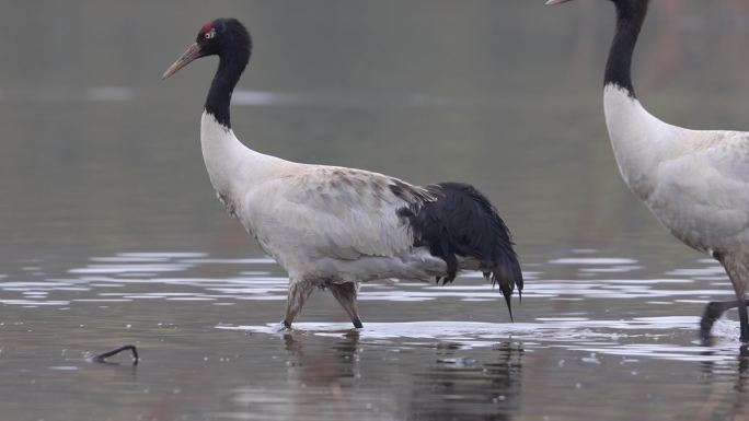 在湿地中闲庭信步的黑颈鹤特写镜头
