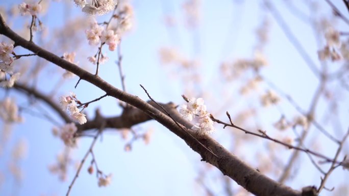 杏花 春天 唯美 白色花