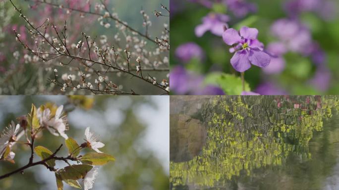 4K 春天 梅花 二月兰 桃花 迎春花