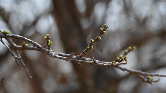 春天含苞待放的绿色山杏花苞植物特写