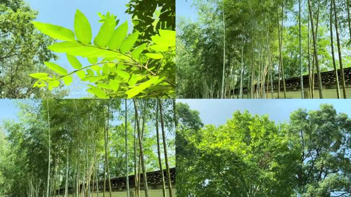绿叶蓝天唯美阳光竹林小路森林