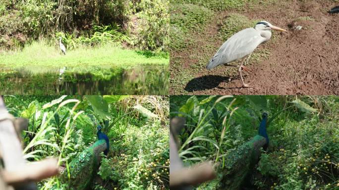 鸟孔雀森林阳光生态生态多样性飞鸟候鸟绿色