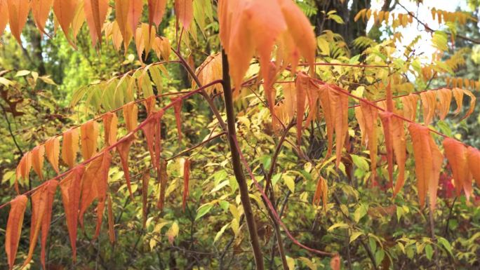 秋天的醋树的枝干，鹿角漆树，红树