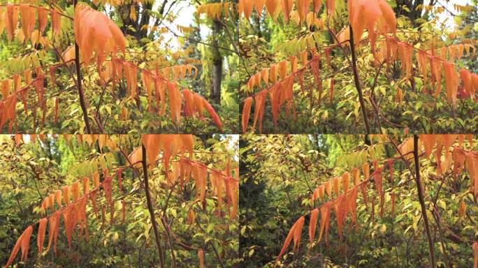 秋天的醋树的枝干，鹿角漆树，红树