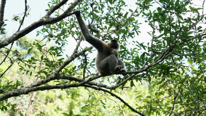 森林猴子猕猴金丝猴自然生物多样性