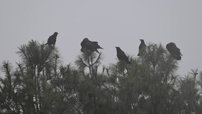一群乌鸦在雾中的树尖上大叫